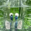 Ansicht durch ein Luft- und Sichtfenster von einem aufgeblasenen Eventmodul als Bubble Soccer Ball.