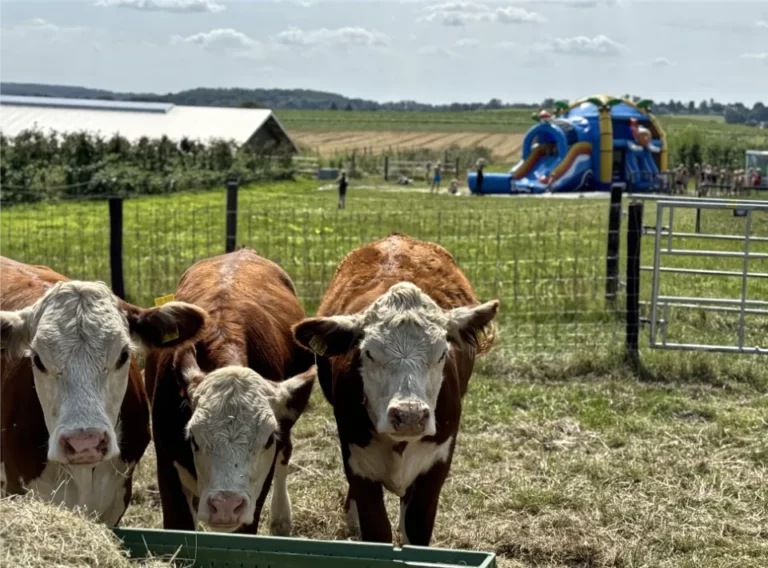 Huepfburg-Verleih Essen-Huepfburg Mieten-Essen-Wasserhuepfburg-Wasserschlacht Huepfburg-Verleih Essen-Huepfburg Mieten-Essen-Wasserhuepfburg-Wasserschlacht